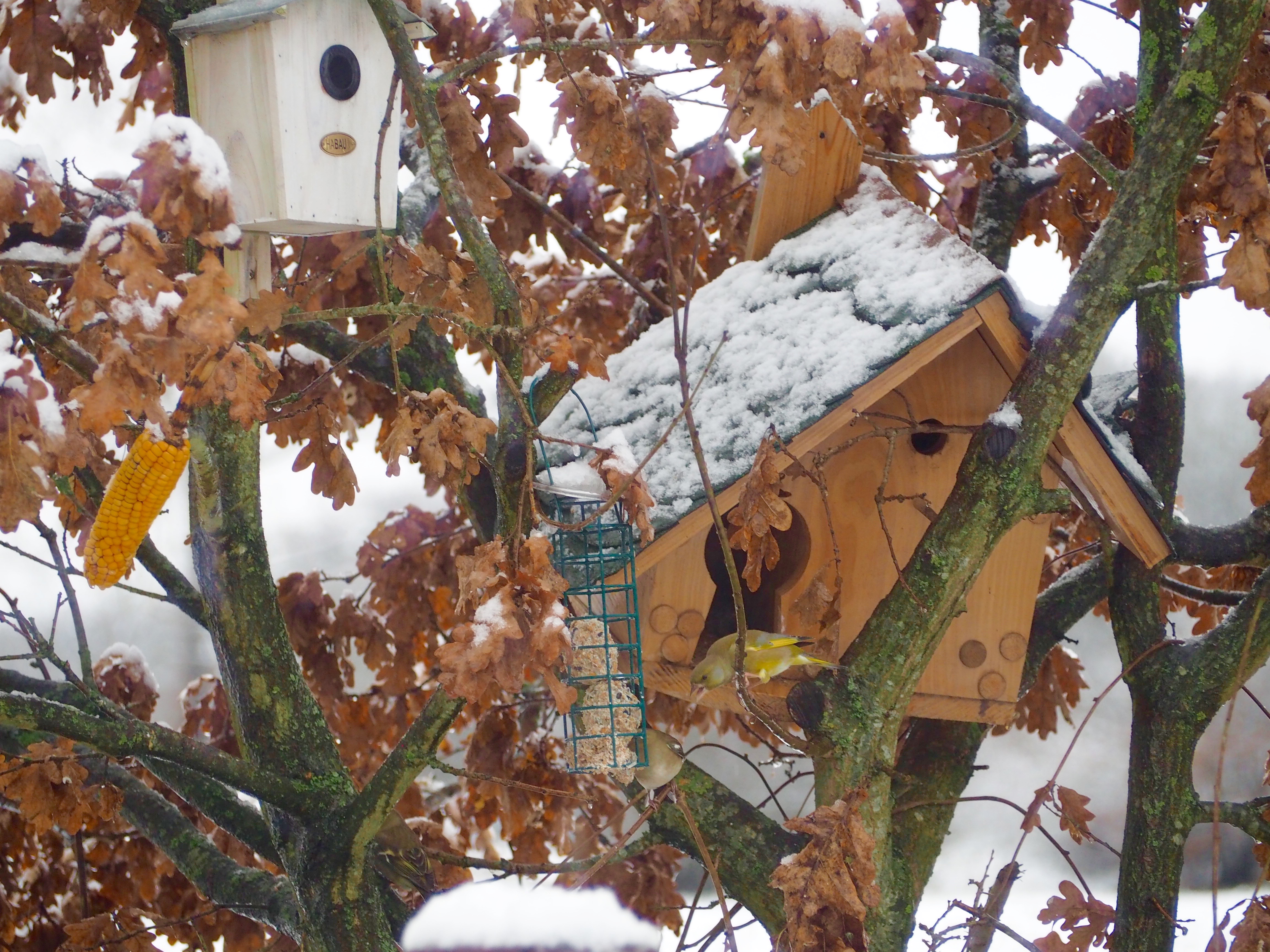 Vögel Winter Futterhaus Schnee Dompfaff Spatz Meise Grünling