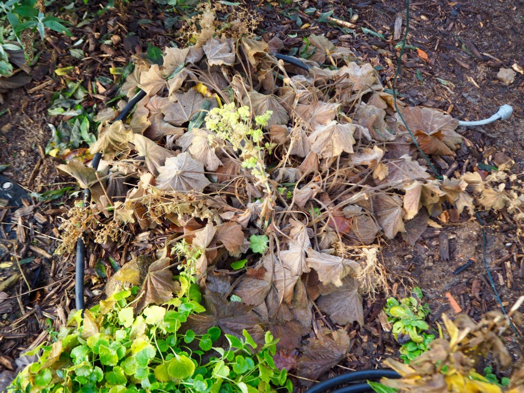 Vogelfreundlicher Garten