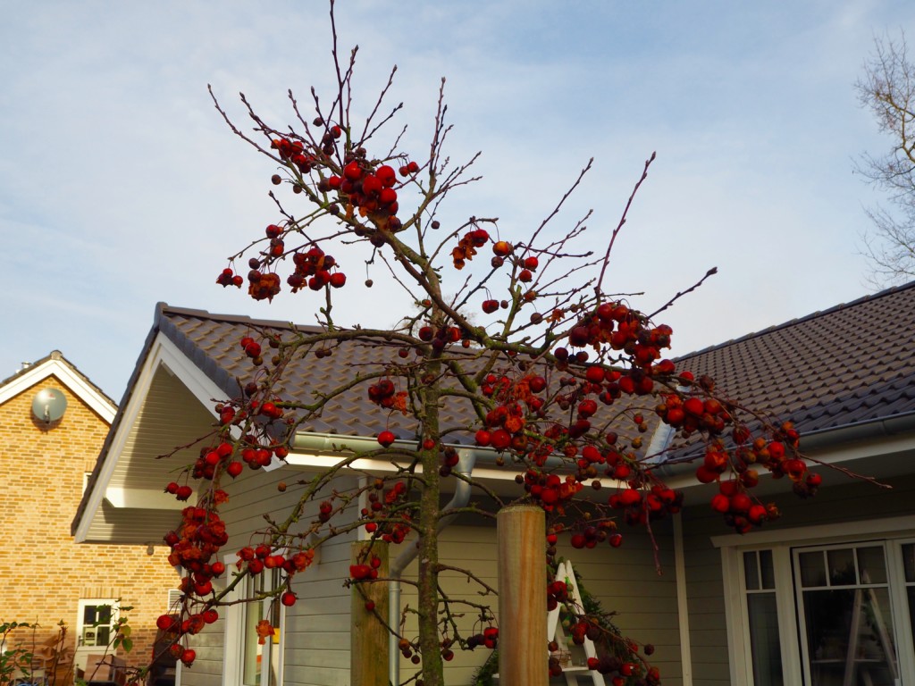 Vogelfreundlicher Garten Zierapfel