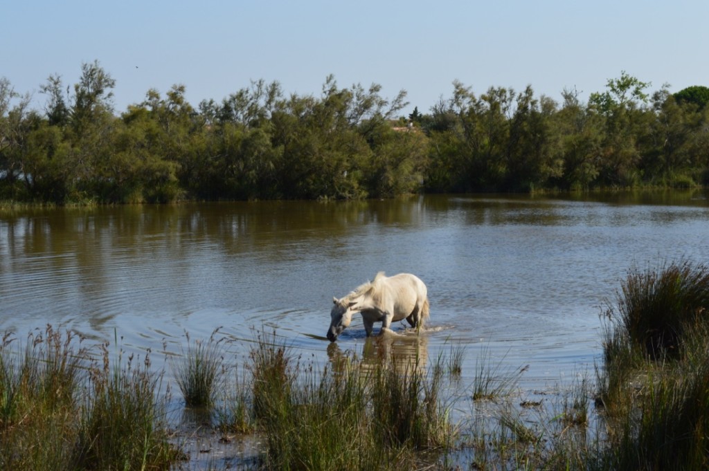 Frankreich Provence Camargue Pferde Flusskreuzfahrt A-Rosa