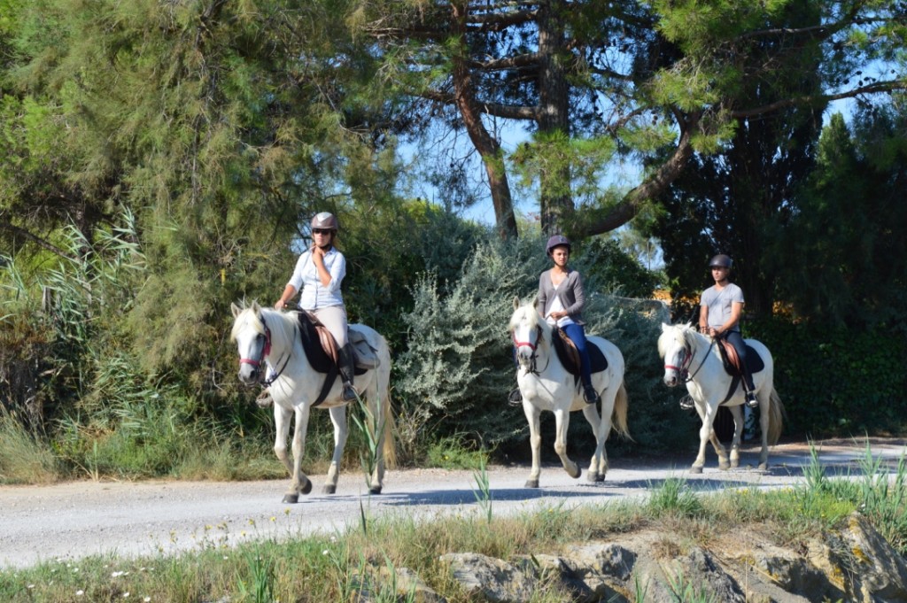 Frankreich Provence Camargue Ausreiten Camarguepferde Flusskreuzfahrt A-Rosa