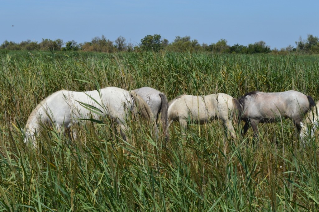 Frankreich Provence Camargue Pferde Flusskreuzfahrt A-Rosa