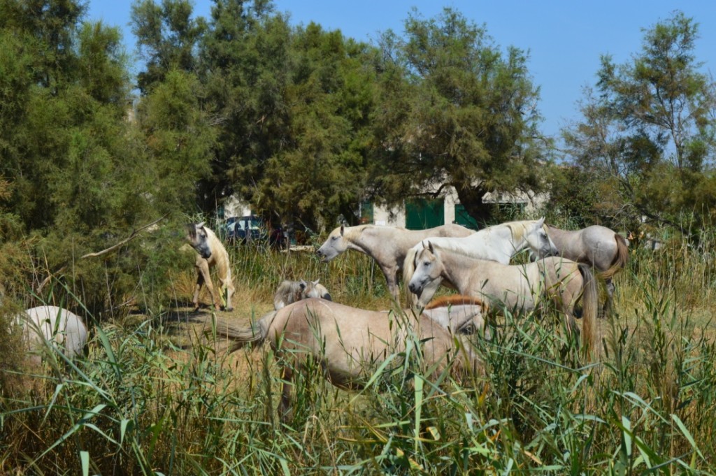 Frankreich Provence Camargue Pferde Flusskreuzfahrt A-Rosa