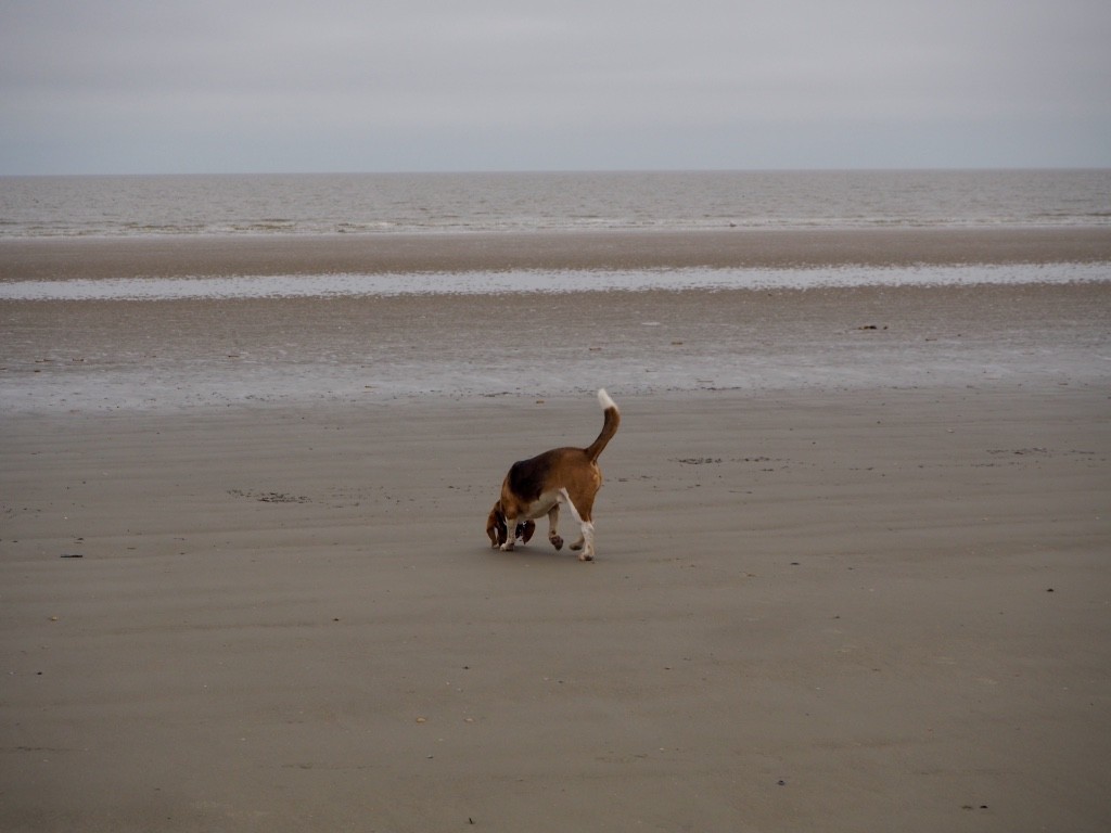 St. Peter-Ording Nordsee Wattenmeer Strand Hund Beagle Wochenende
