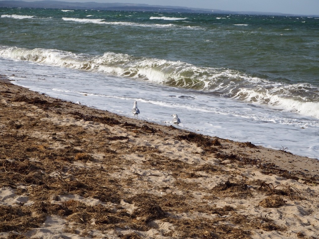 Weissenhäuser Strand Ostsee Wellen Meer Möwen